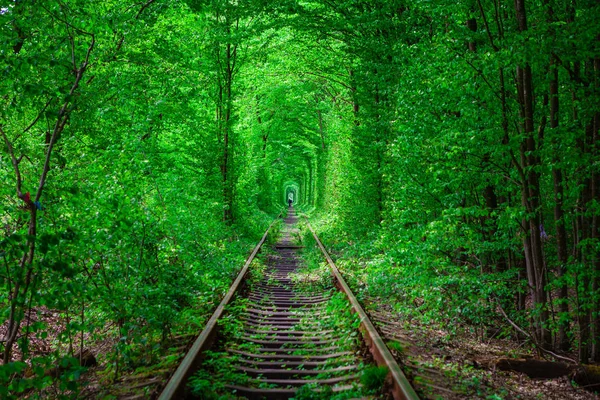 Uma ferrovia na floresta de primavera . — Fotografia de Stock