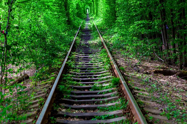 Bahar ormanın içinde bir tren. — Stok fotoğraf