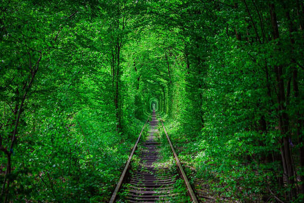 a railway in the spring forest. 
