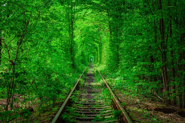 Uma ferrovia na floresta de primavera . — Fotografia de Stock