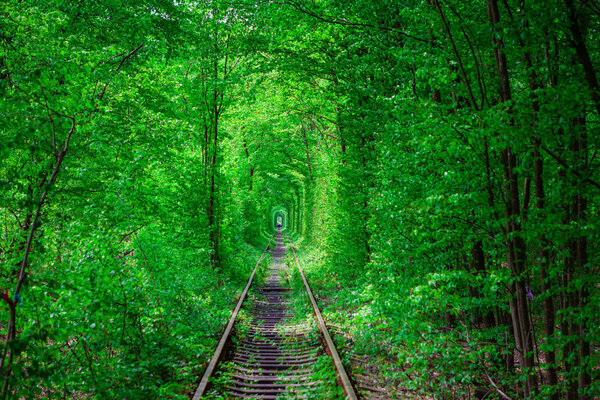 a railway in the spring forest. 