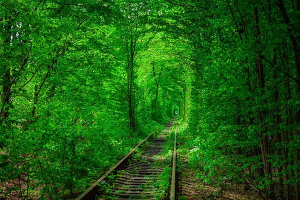 Una ferrovia nella foresta primaverile . — Foto Stock