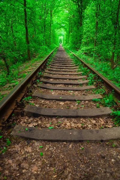 Un chemin de fer dans la forêt de printemps . — Photo