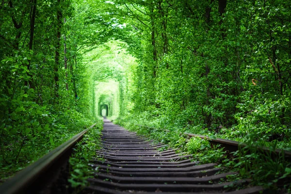 Železniční trať v lese na jaře. — Stock fotografie