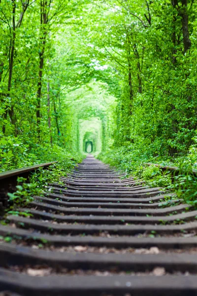 Een spoorlijn in het voorjaar forest. — Stockfoto