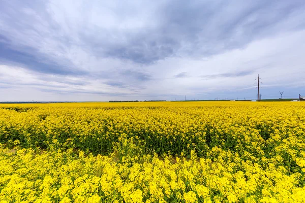Ield of beautiful Yellow flowers — Stock Photo, Image