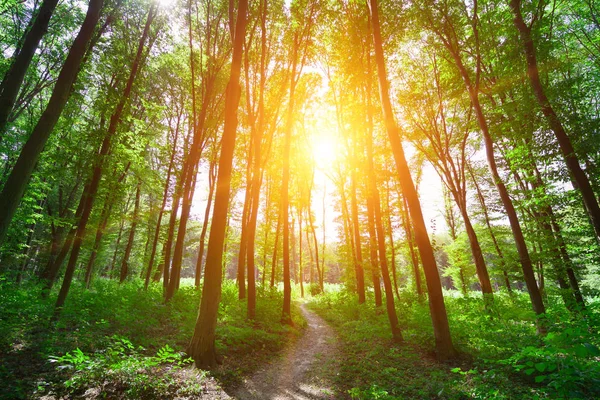 Schöner grüner Wald — Stockfoto