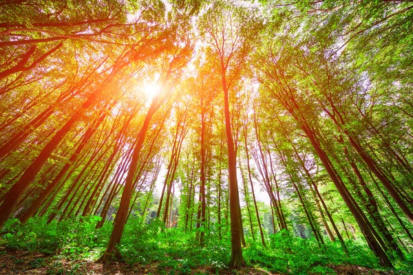 Bos bomen. achtergrond van de natuur — Stockfoto