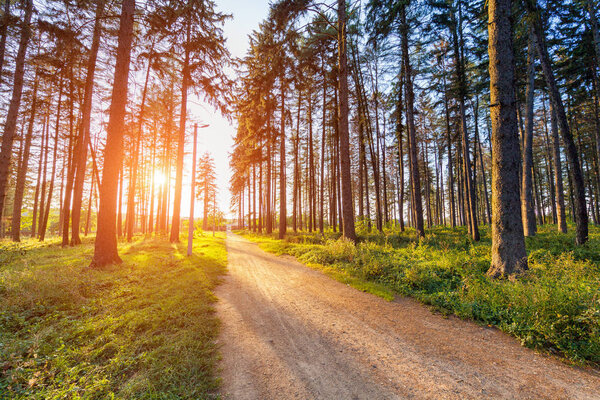 beautiful green forest