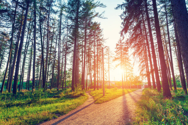 beautiful green forest