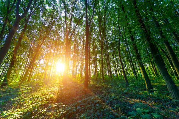 ป่าเขียวที่สวยงาม — ภาพถ่ายสต็อก