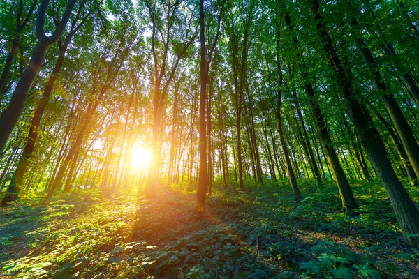 Hermoso bosque verde — Foto de Stock