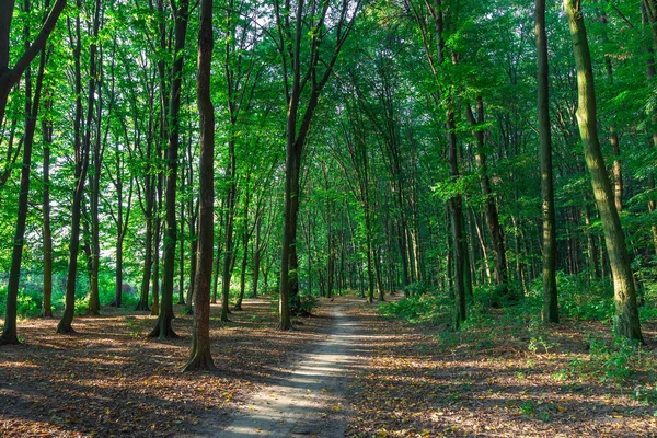 美しい緑の森 — ストック写真