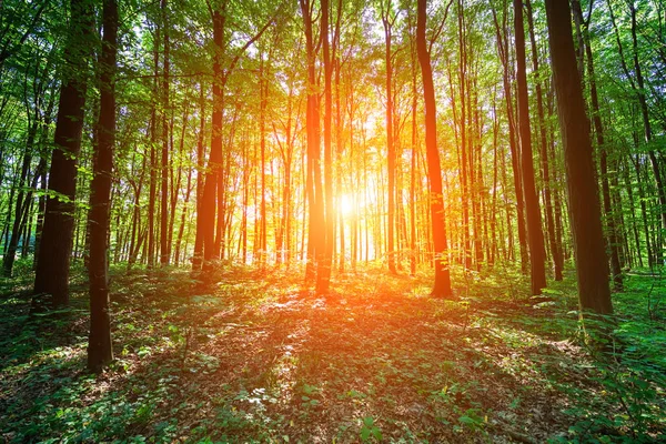 Schöner grüner Wald — Stockfoto