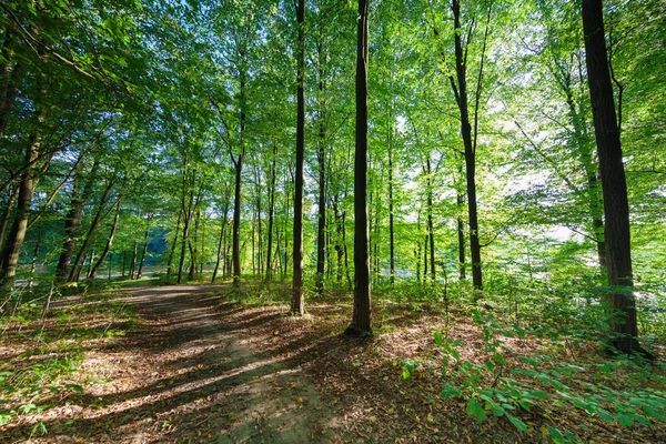 Hermoso bosque verde — Foto de Stock