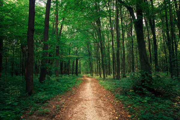 Belle forêt verte — Photo