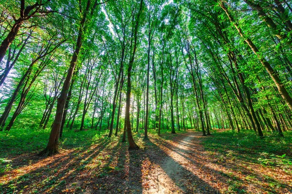 Hermoso bosque verde — Foto de Stock