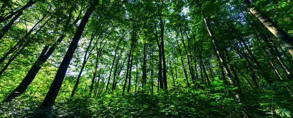 Pădure verde frumoasă — Fotografie, imagine de stoc
