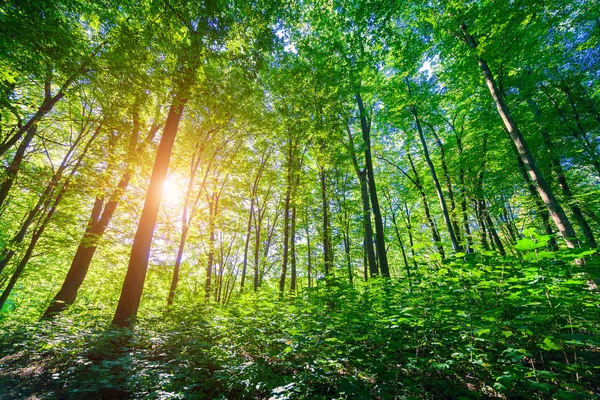 Bela floresta verde — Fotografia de Stock