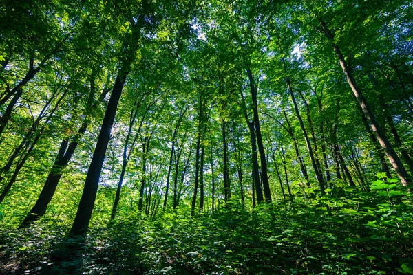 아름 다운 숲 — 스톡 사진