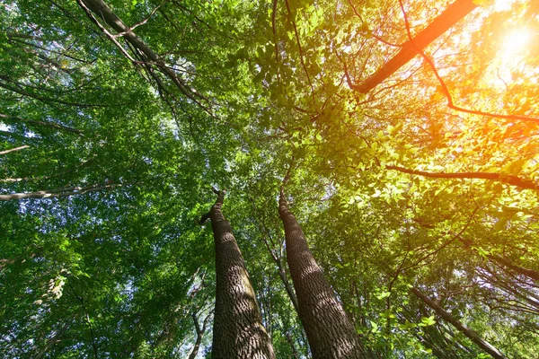 Alberi della foresta. Sfondo della natura — Foto Stock