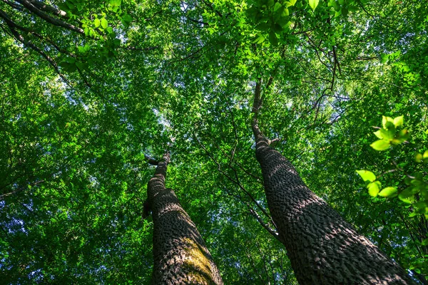 Alberi della foresta. Sfondo della natura — Foto Stock