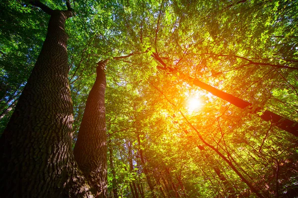 Vacker grön skog — Stockfoto