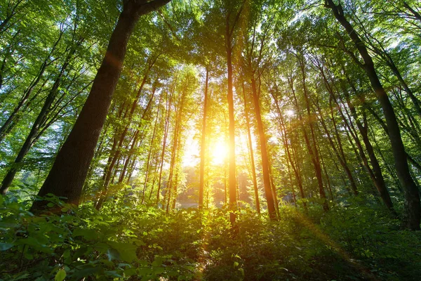 Güzel yeşil orman — Stok fotoğraf