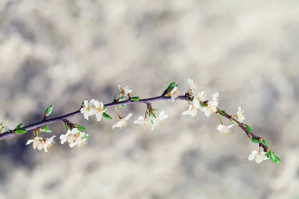 Białe kwiaty wiśni wiosną — Zdjęcie stockowe