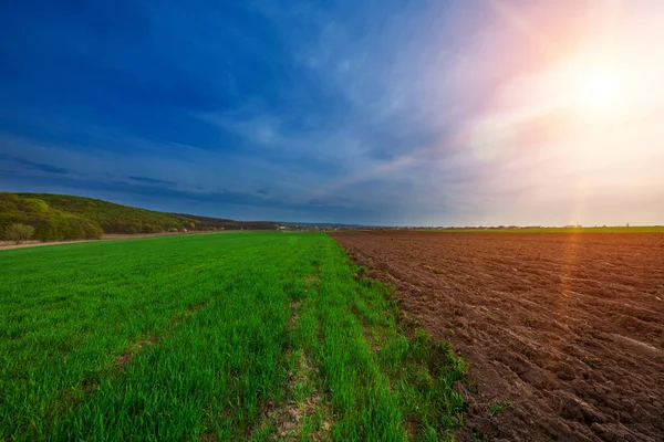 Vackra gröna fält i sommar. — Stockfoto