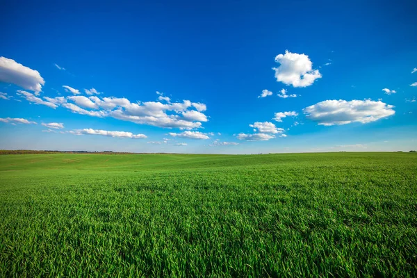 Beautiful green  Field in summer. — Stock Photo, Image