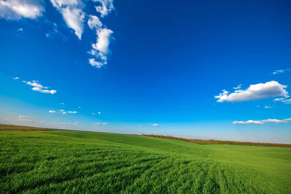 Hermoso campo verde en verano . — Foto de Stock