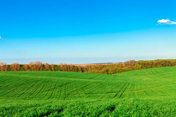 Beau champ vert en été . — Photo