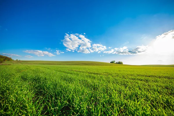 Belo campo verde no verão . — Fotografia de Stock