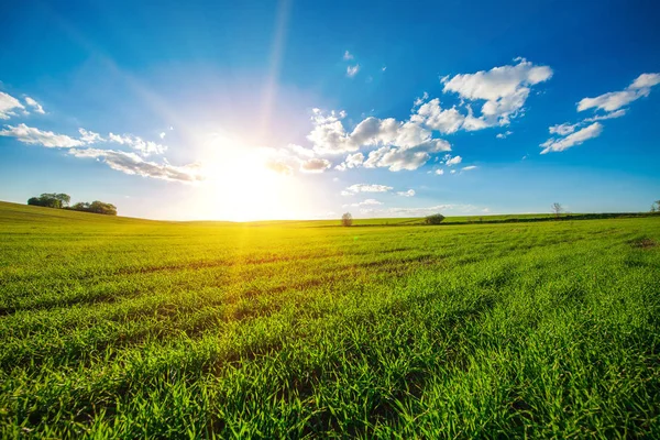 Beautiful green  Field in summer. — Stock Photo, Image