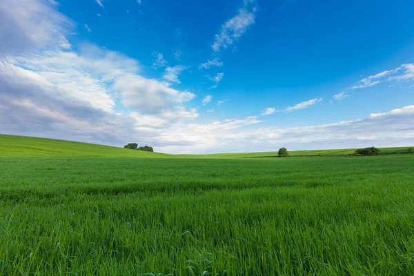 Schöne grüne Wiese im Sommer. — Stockfoto