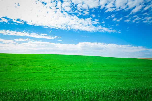 Hermoso campo verde en verano . — Foto de Stock