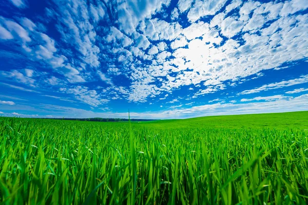 Schöne grüne Wiese im Sommer. — Stockfoto