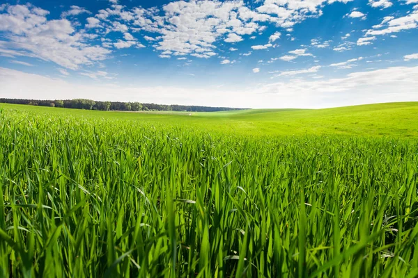 Schöne grüne Wiese im Sommer. — Stockfoto