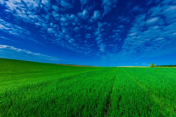 Hermoso campo verde en verano . — Foto de Stock