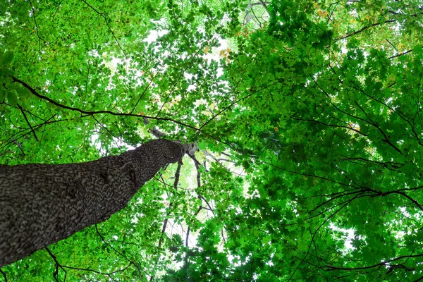 森の木。自然の背景 — ストック写真