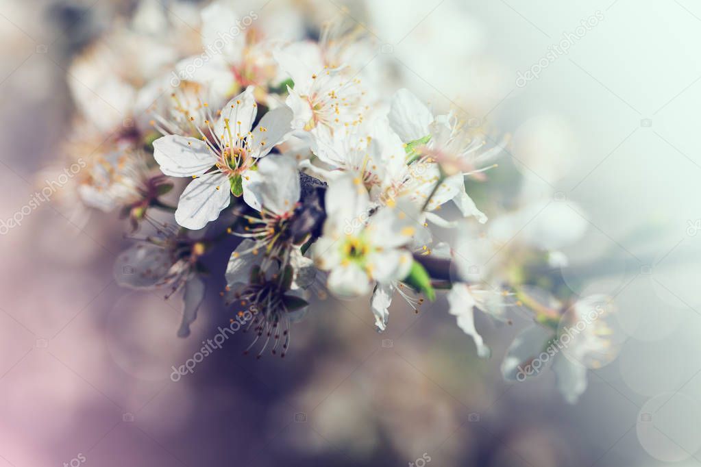 White flowers of cherry  in the spring