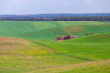 Yaz aylarında güzel yeşil alan.