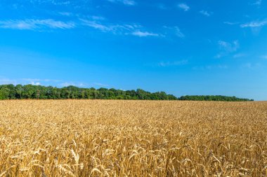 Tahıl alan arka plan buğday alanı.