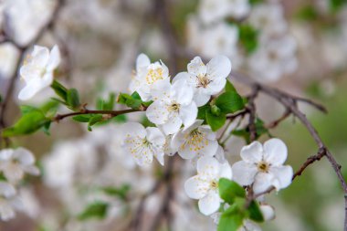 Kiraz bahar beyaz çiçekler