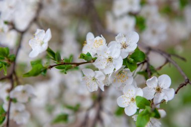 Kiraz bahar beyaz çiçekler