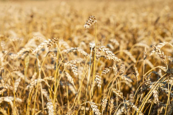 Campo di grano sfondo, Campo di grano . — Foto Stock