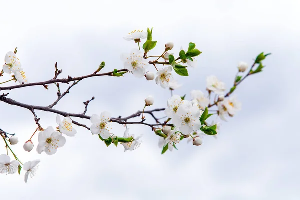 Fleurs blanches de cerise au printemps — Photo