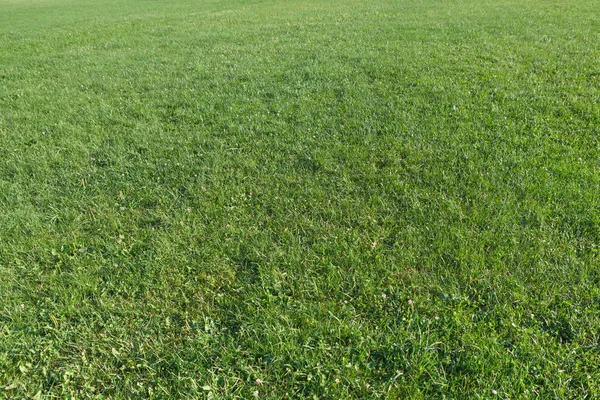 Groene gras natuurlijke achtergrond — Stockfoto