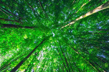 Orman ağaçları güneş ışığı arka plan üzerinde.